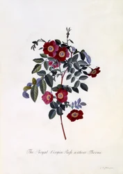 De koninklijke maagdroos zonder doornen, c.1745